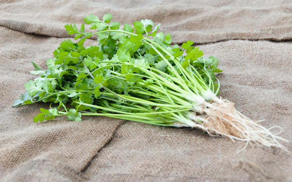 Кориандр Карибе (25гр)  Витагрин Профи