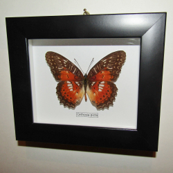 Бабочка Cethosia picta в рамке