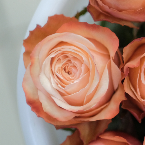 Купить Розы пионовидные Kahala от 9шт