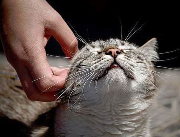 Какие поглаживания кошкам наиболее приятны?