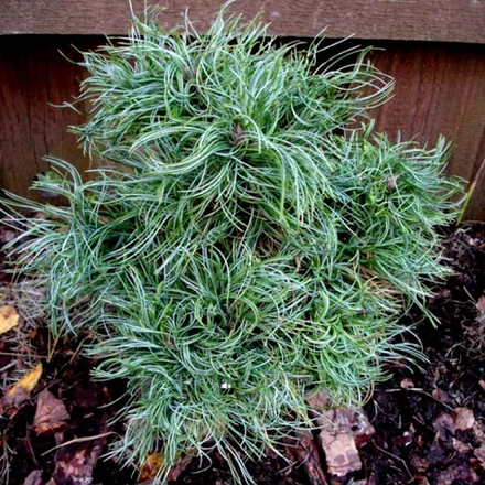 Сосна веймутова Грин Керлс