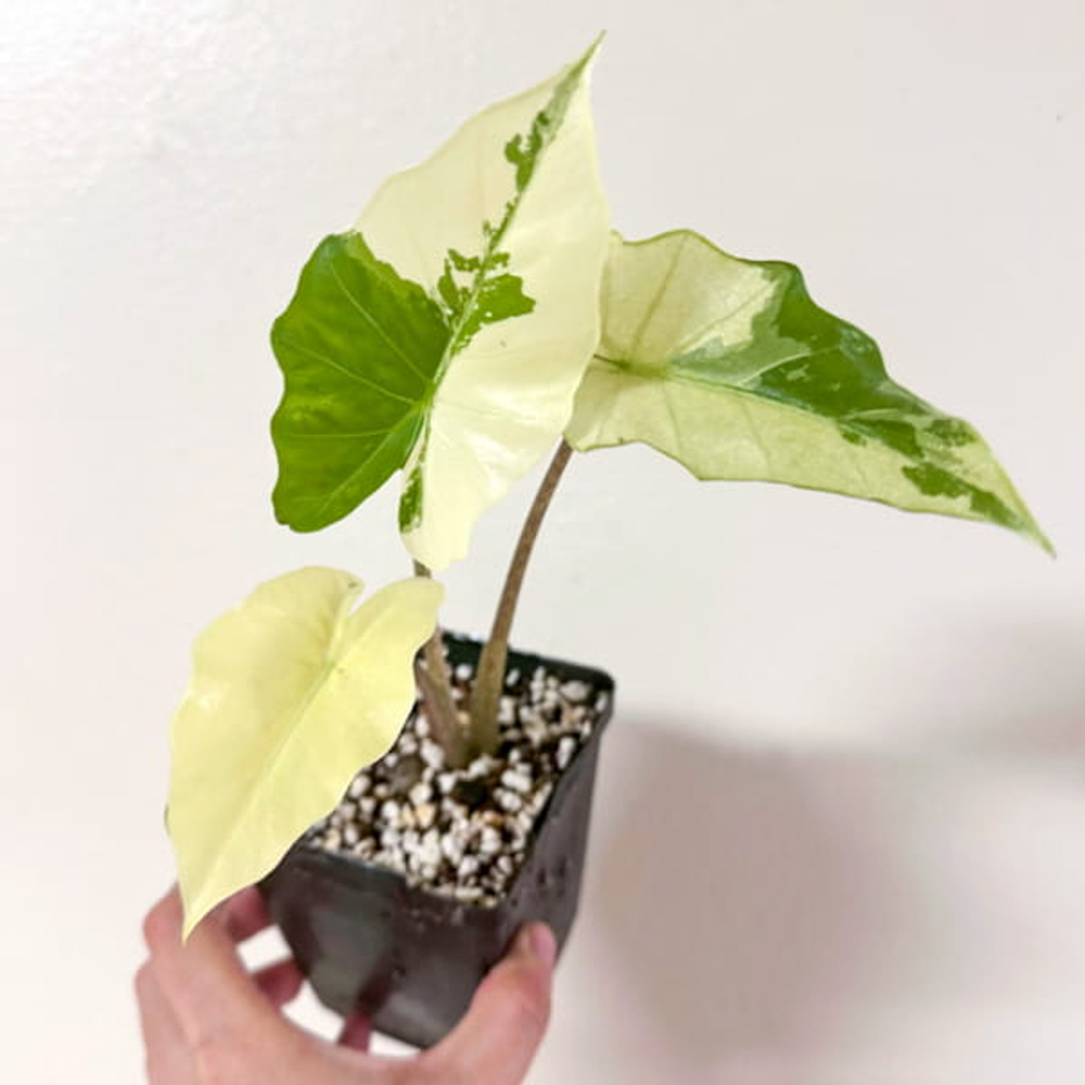 Алоказия PORTORA ALBO VAR