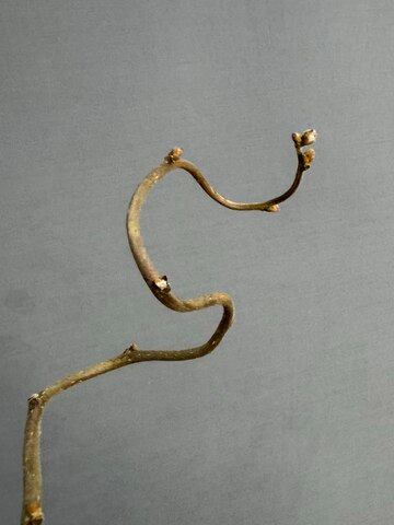 Корилус (h90 см)