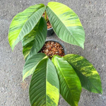 Рафидофора FORAMINIFERA AUREA VAR