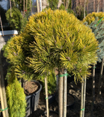 Сосна горная Винтер Голд С10 Ра80