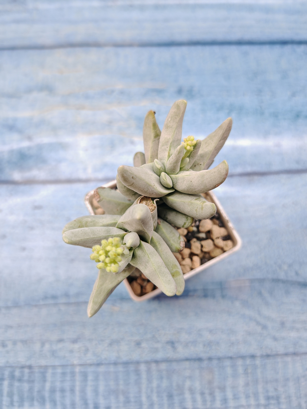 Crassula Cornuta (Крассула)