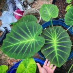 Колоказия IMPERIAL GIGANTE