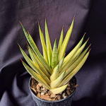 Сансевиерия FRANCISII YELLOW VAR