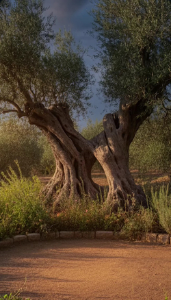 Оливковое масло Critida D.O.P. Messara 0.2, стекло, Греция