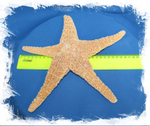 Мексиканская морская звезда 20-25см