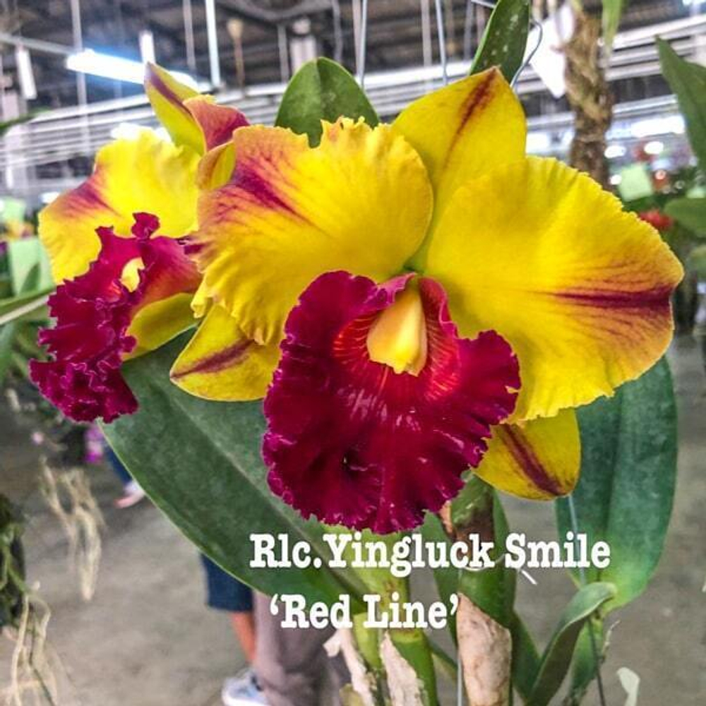 Орхидея ринхолелиокаттлея RLC. YINGLUCK SMILE RED LINE