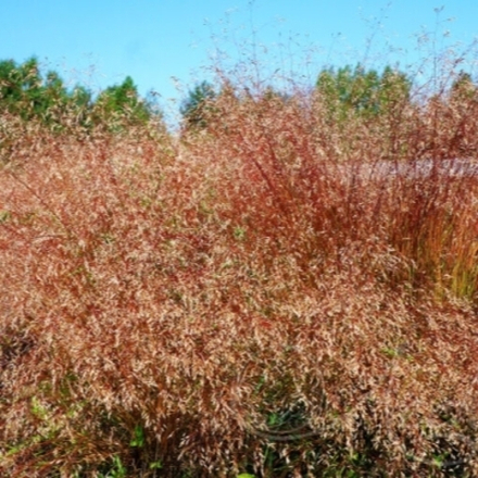 Щучка извилистая С2