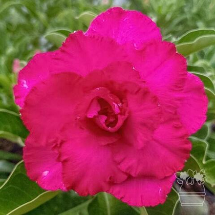 Адениум обесум SHOCKING PINK