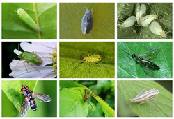 Инсектициды и акарициды