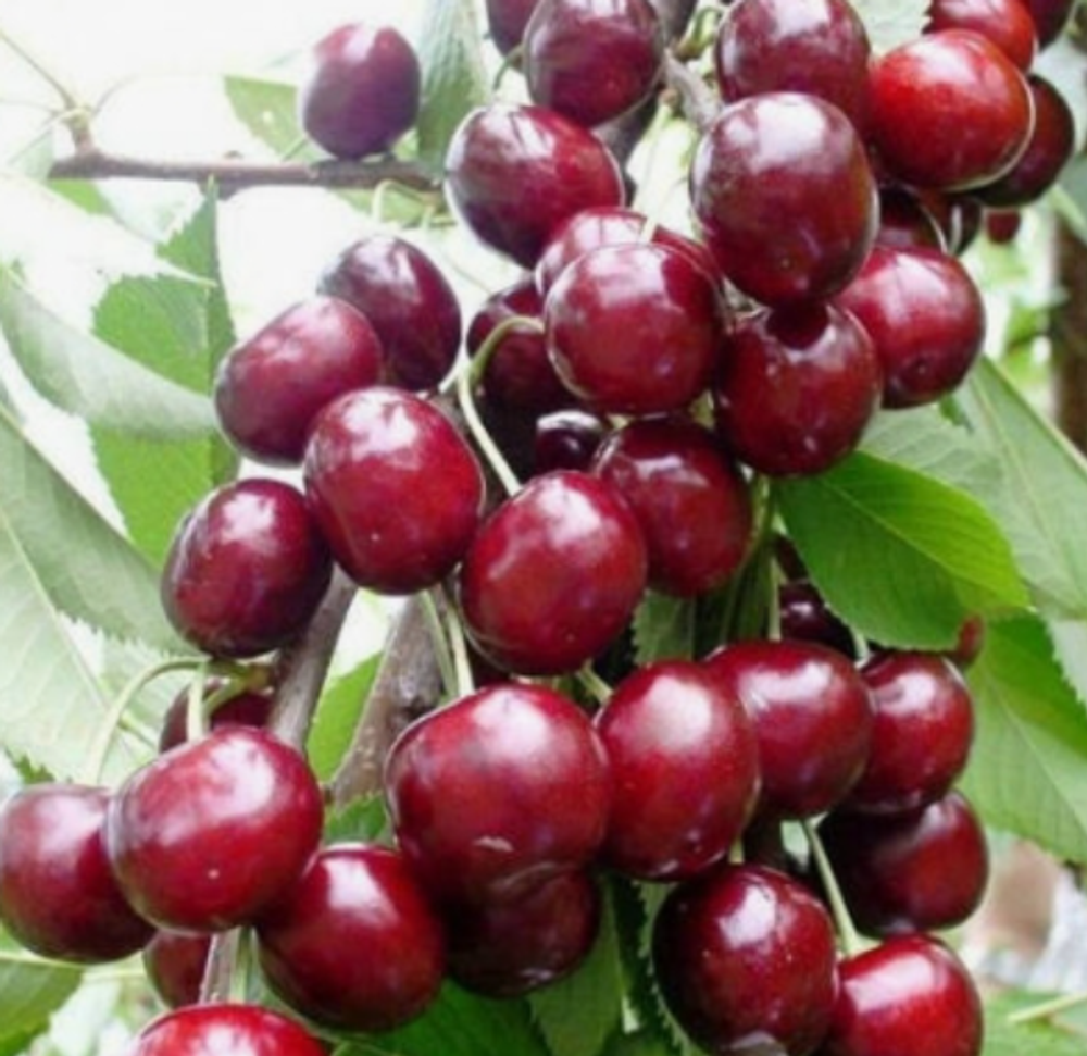 Черешня колоновидная Восторг ЗКС контейнер 5-7,5л, 3х летний саженец май 26