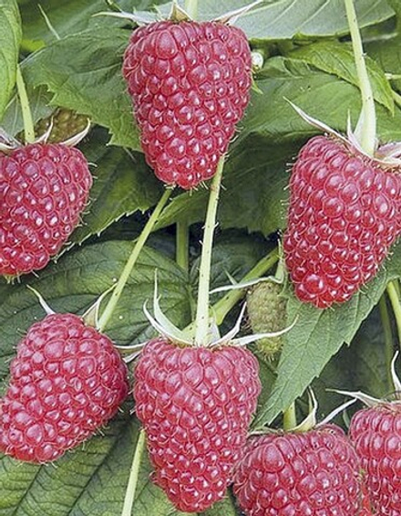 Малина штамбовая Таруса