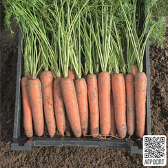Бермуда F1 семена моркови берликум (Bejo / Бейо)