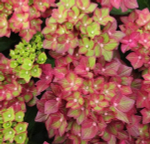 Rebelion Red Love (Ребелион Ред Лав) Р12 Европа 2026