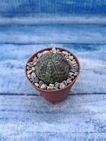 Euphorbia Obesa (Эуфорбия)