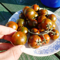 Помидоры - Black Zebra Cherry - Черри Черная Зебра