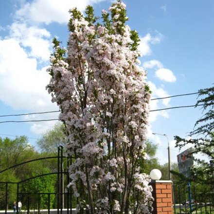 Сакура Аманогава C25 260-280 Ра 200-210, 10-12