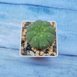 Matucana Madisoniorum (Матукана)
