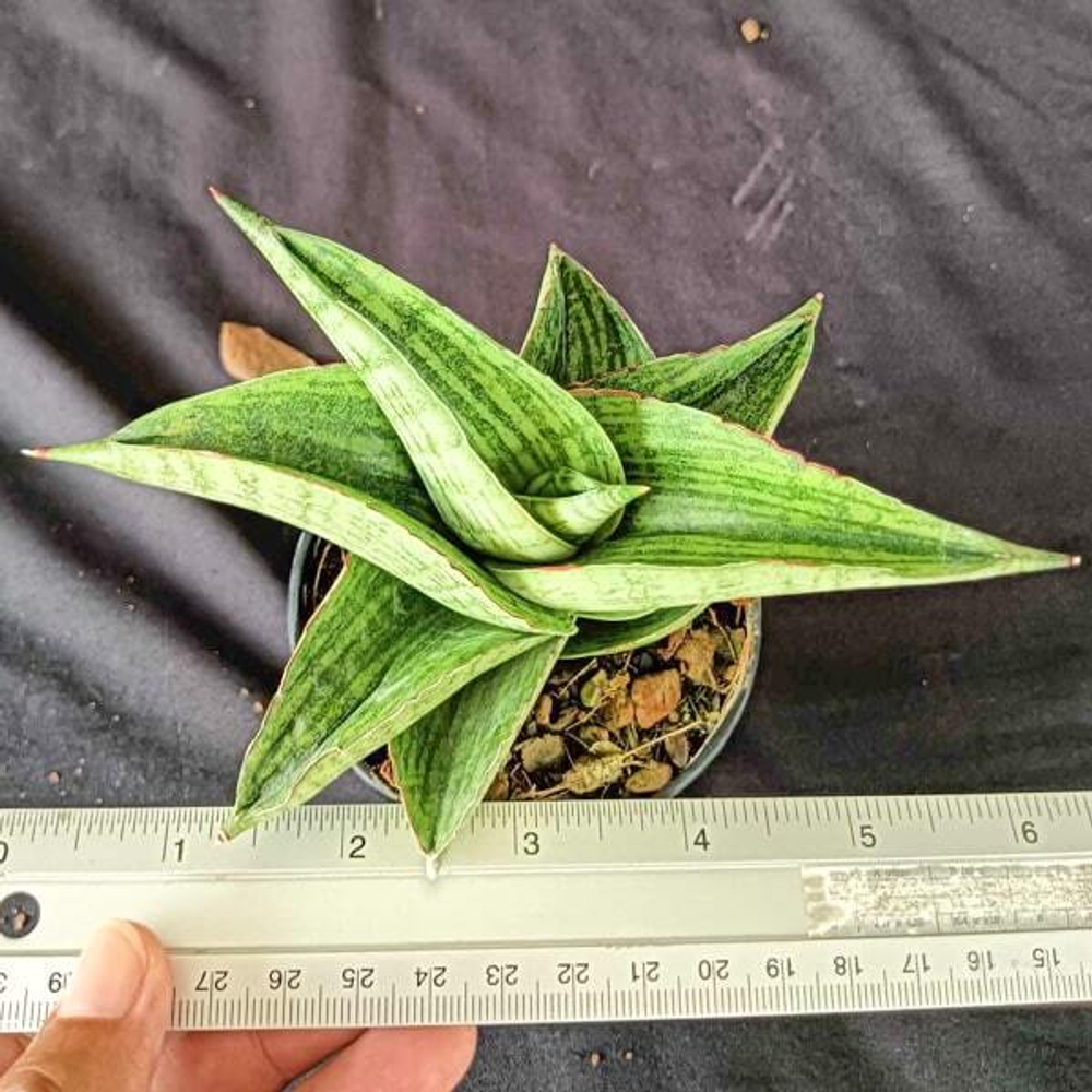 Сансевиерия HOBBIT