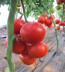 Диаграмма F1 семена томата индетерминантного (Nunhems / Нюнемс)