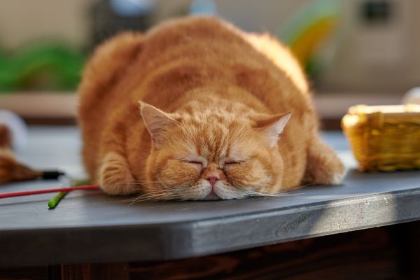 Если кот имеет лишний вес Если кот имеет лишний вес