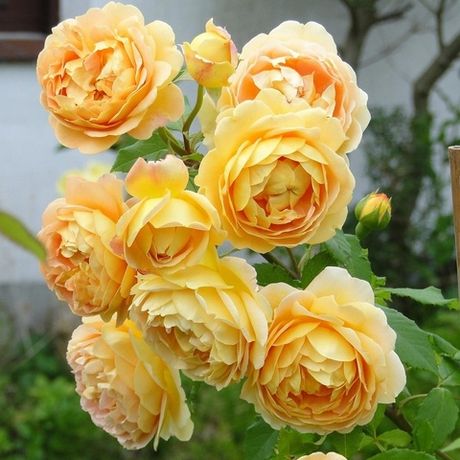 Голден Селебрейшен (Golden Celebration)