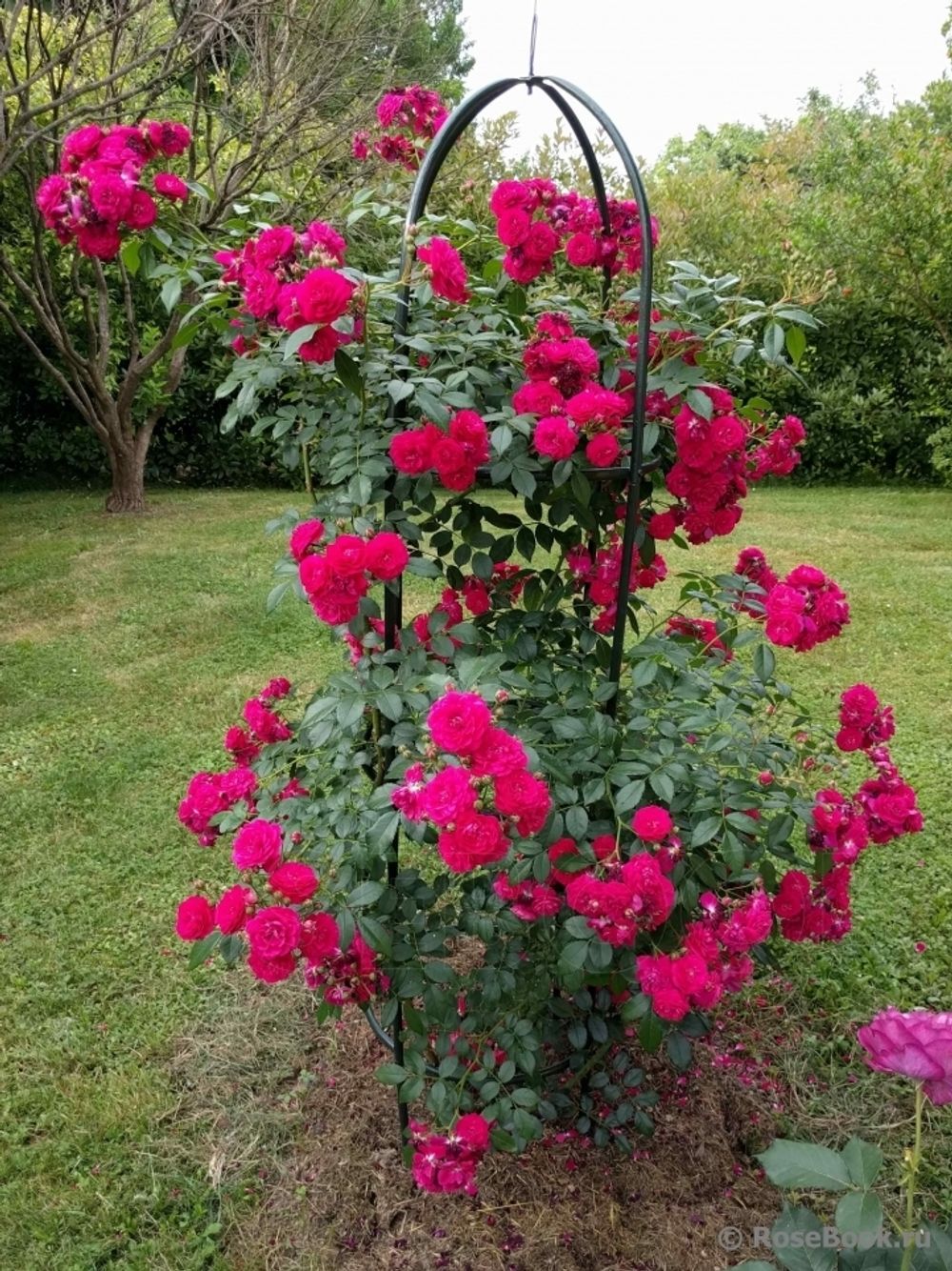 Старлет-Роз Лола (Starlet-Rose Lola)