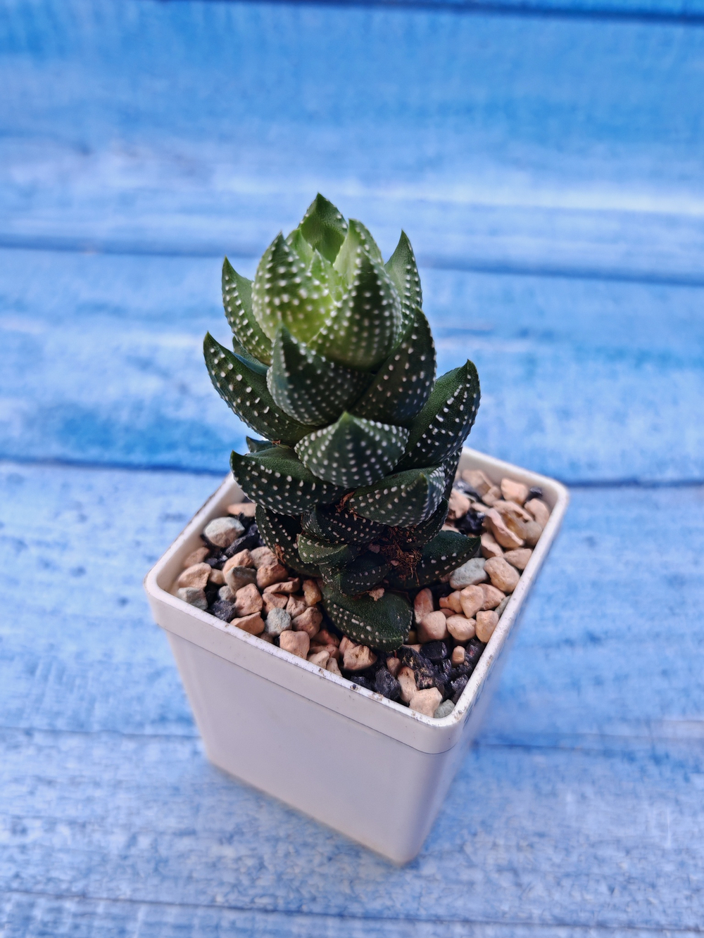 Haworthia Coarctata (Хавортия)