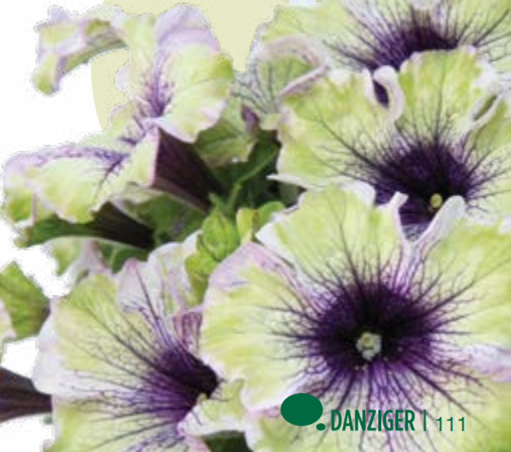 ЕВРО Petunia Amazonas Plum Cocatoo укорененный черенок середина декабря 25