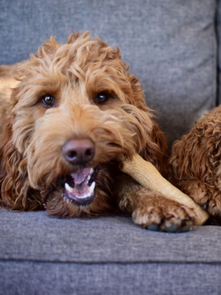 Petstages игрушка для собак Dogwood палочка деревянная 10 см очень маленькая