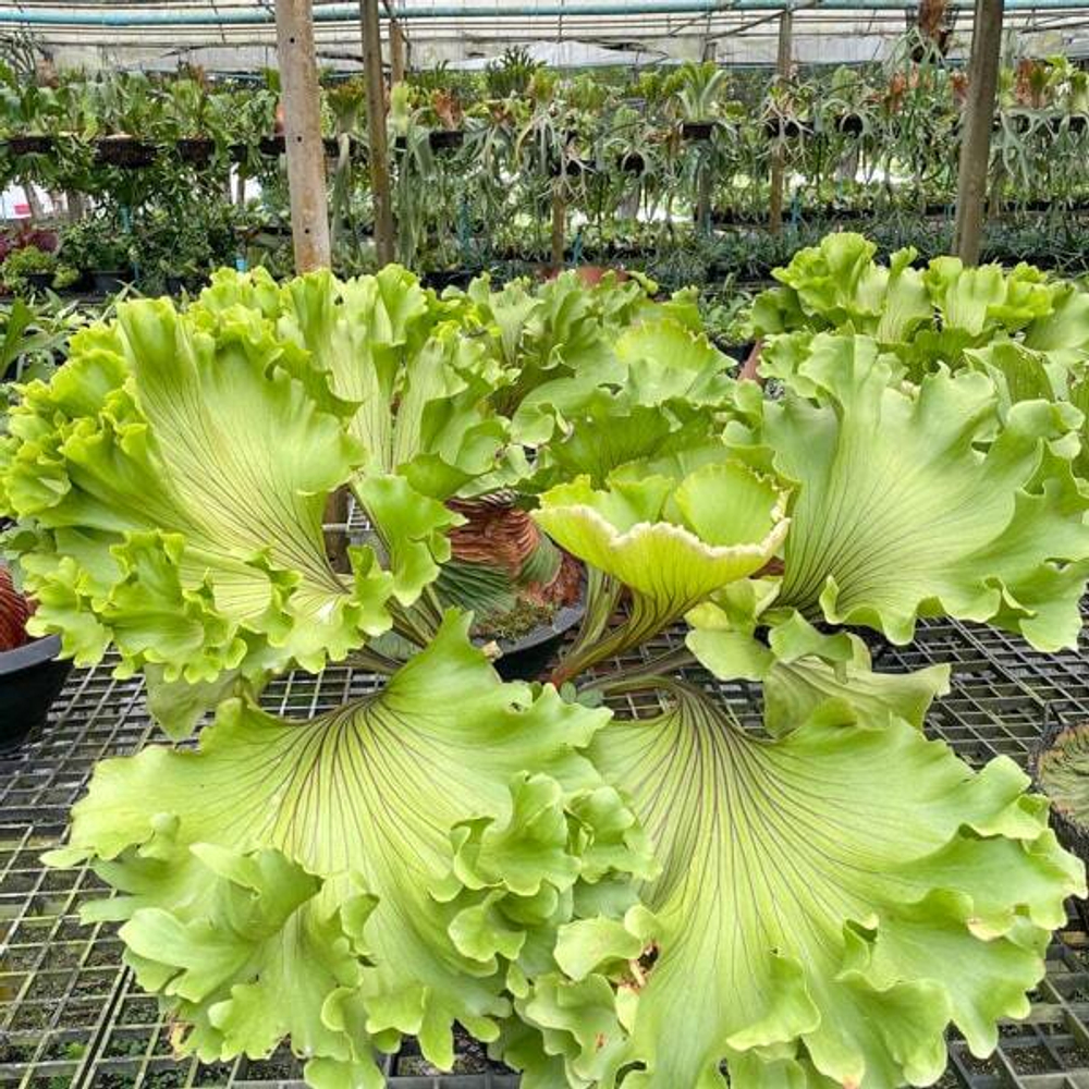 Платицериум P.RIDLEYI MONKEY KING