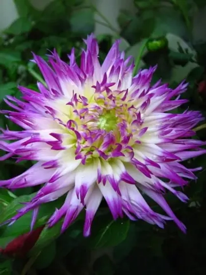 Георгин кактусовидный Веритейбл