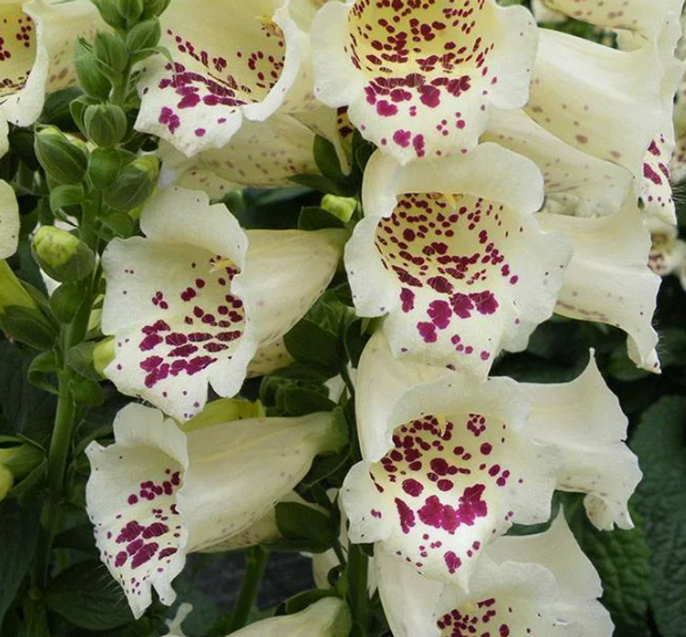 Наперстянка Далматин Крим рассада конец апреля 26