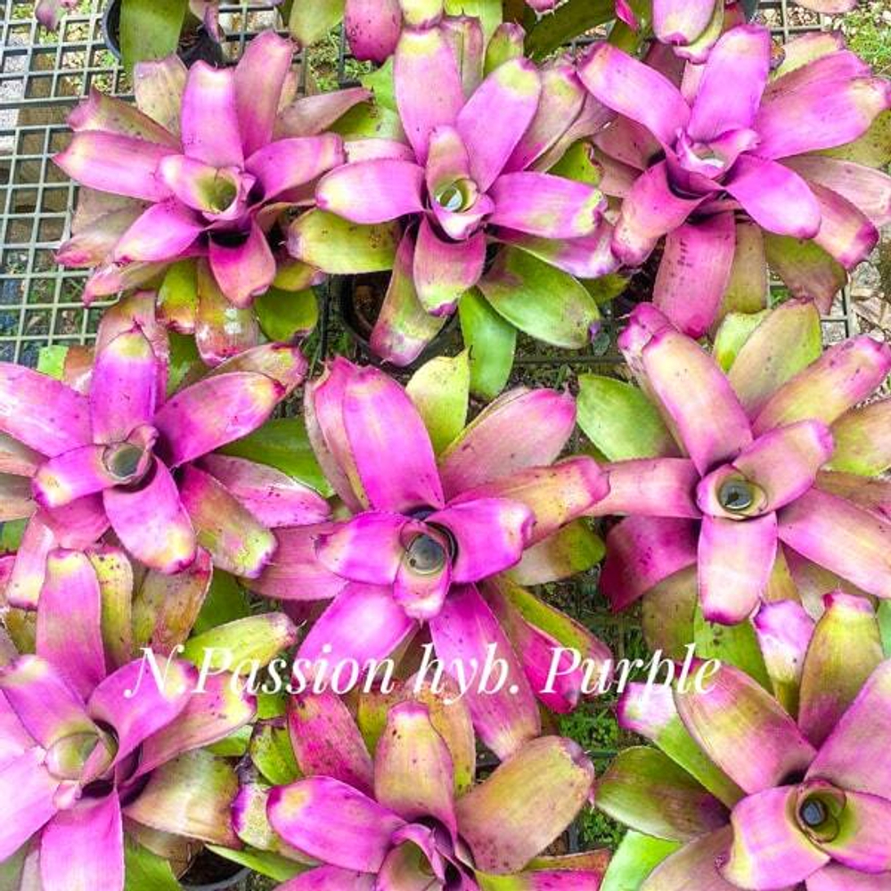 Неорегелия PASSION HYB PURPLE (T115)