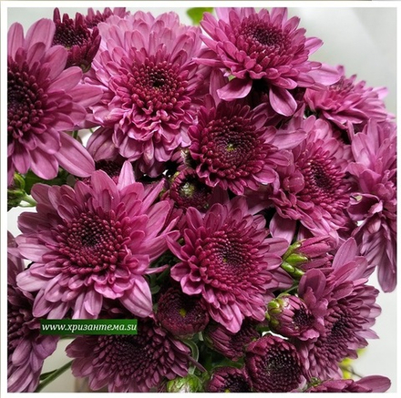 Хризантема мультифлора Branfountаine Purple м.175/поставка весна 2026г/