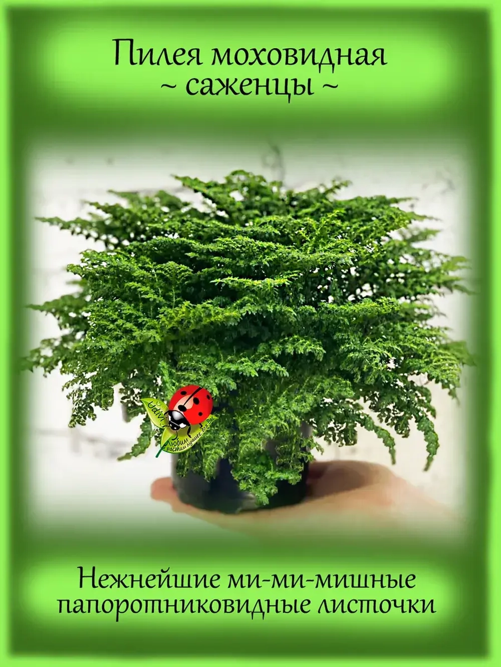 Пилея моховидная