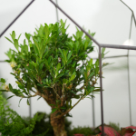 Готовый флорариум бонсай Самшит Бонсариум с озером