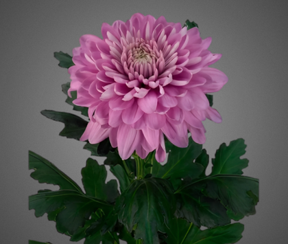 Хризантема «Резюме»