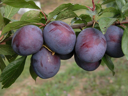 Саженец сливы «Этюд» (Крупная, Транспортабельная, Десертная)