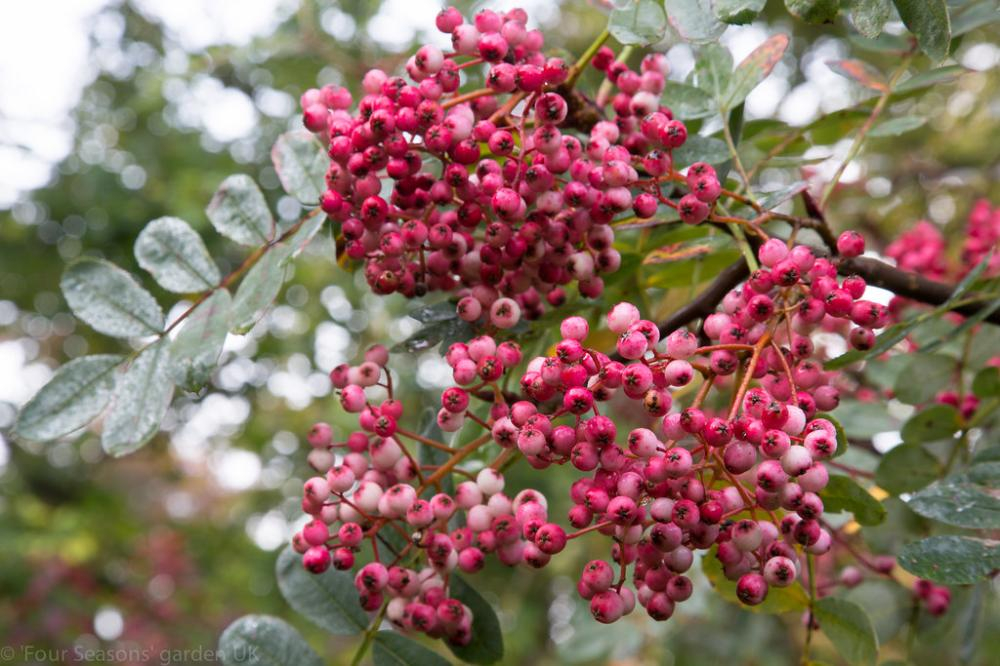 Рябина Пинк Вейл штамб 120 см Закупка М66 апрель 2026