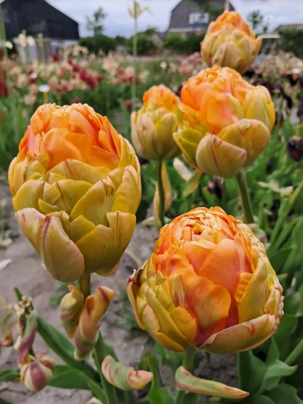 Тюльпан Пионовидный Ле Лаванду