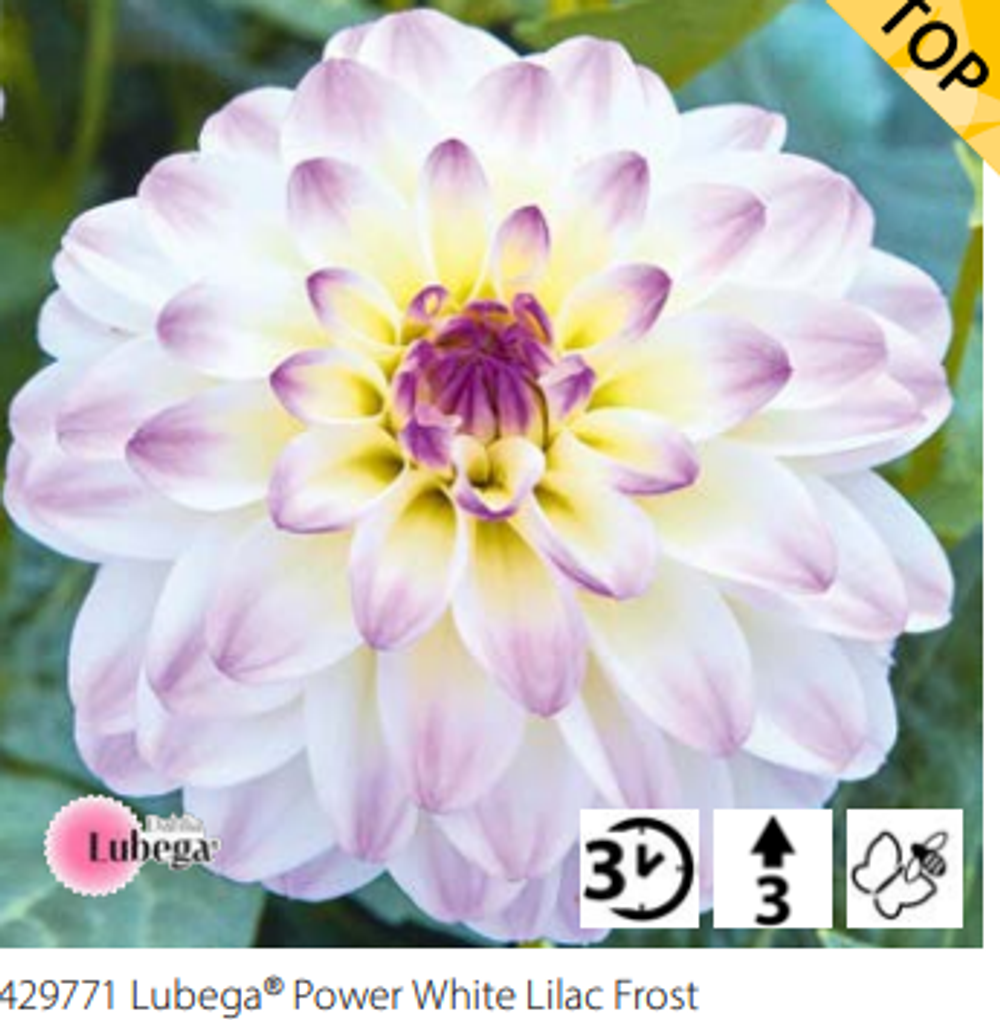 ЕВРО Георгина Lubega® Power  White Lilac Frost  укорененный черенок ОКС февраль 26 Volmary