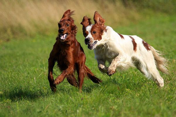 Ирландский красно-пегий сеттер Ирландский красно-пегий сеттер
