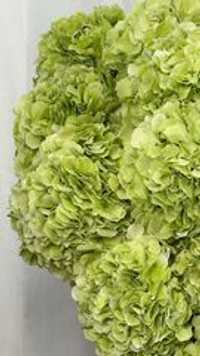 Гортензия крупная салатовая