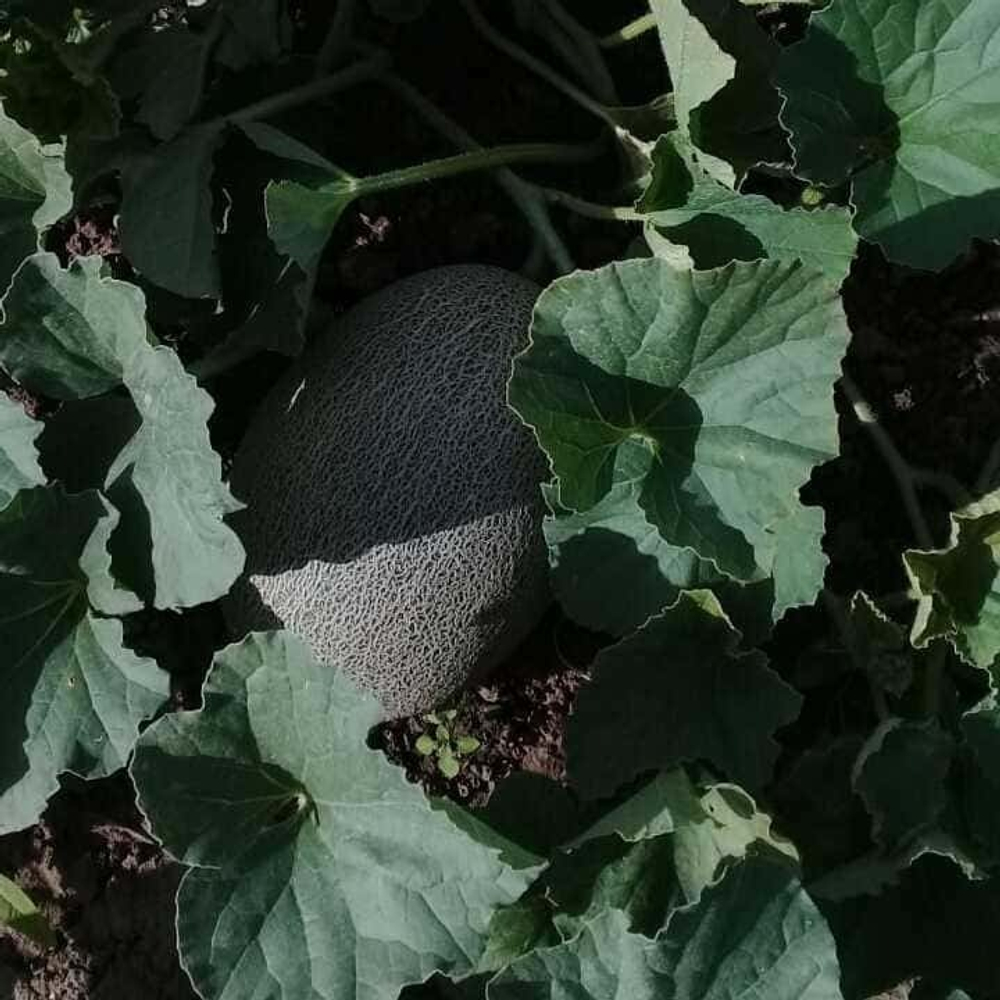 Самит F1 семена дыни (Seminis / Семинис)