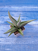 Sansevieria Chanin Crown (Сансевиерия)